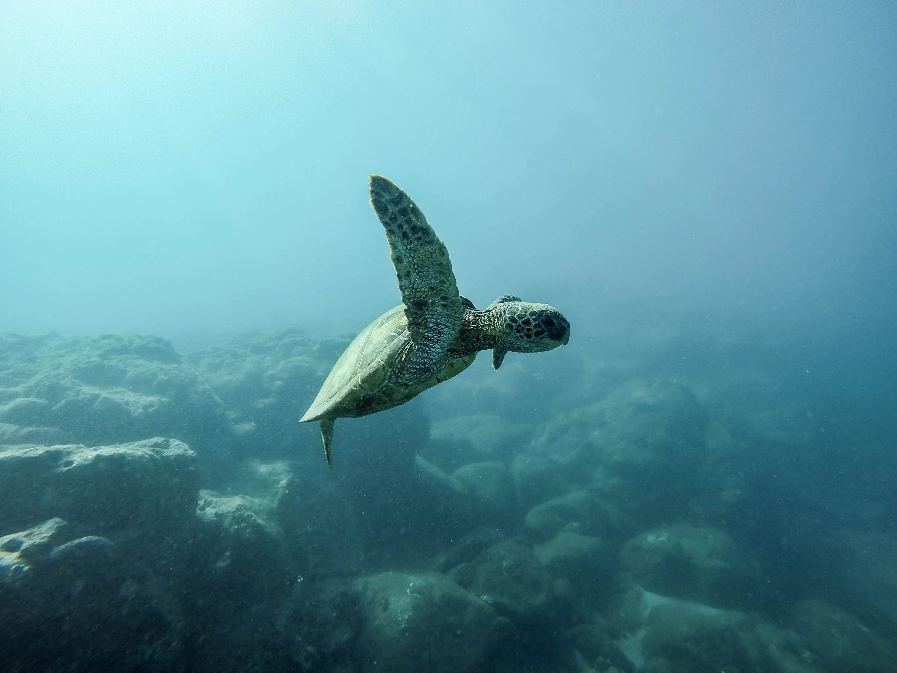West_palm_beach_underwater_turtle